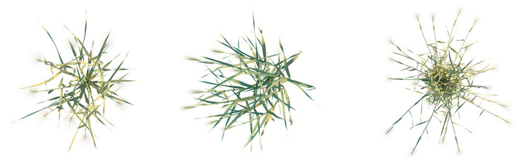 Fototapeta premium Triticum aestivum tree plan top view png 4k cutout transparent isolate