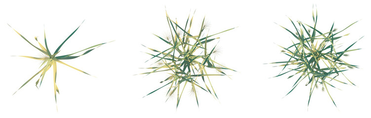 Triticum aestivum tree plan top view png 4k cutout transparent isolate