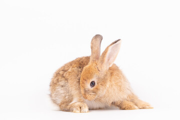 Adorable Pet Rabbit, Cute Fluffy, White Mammal with Large Ears on Background, Showcasing Its Small, Furry, Domestic Nature, Perfect for Easter Celebrations and Farm Enthusiasts
