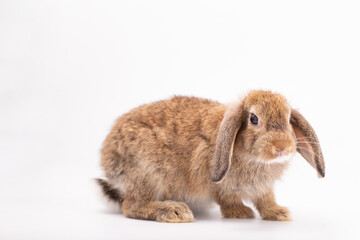 Adorable Pet Rabbit, Cute Fluffy, White Mammal with Large Ears on Background, Showcasing Its Small, Furry, Domestic Nature, Perfect for Easter Celebrations and Farm Enthusiasts