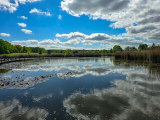 Sunlit Lake with Water Lilies Peaceful Nature Harmony