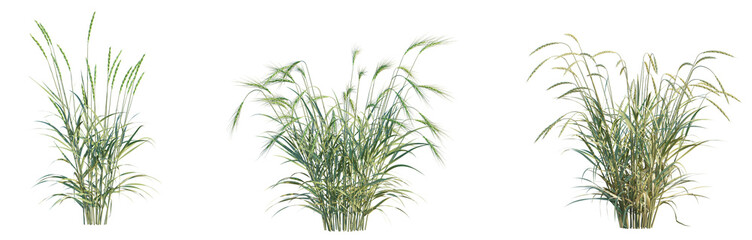 Triticum spelta tree png 4k cutout transparent isolate