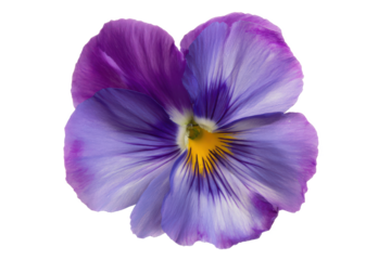 Vibrant Purple and Blue Pansy Flower Close-Up