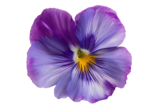 Vibrant Purple and Blue Pansy Flower Close-Up