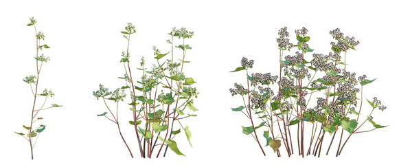 Fagopyrum esculentum tree png 4k cutout transparent isolate