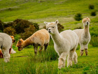 Group of various colours alpacas grazing together in the meadow surrounded by lovely landscape enjoying the nice weather. Alpacas are known for animal-assisted therapy or pet therapy.