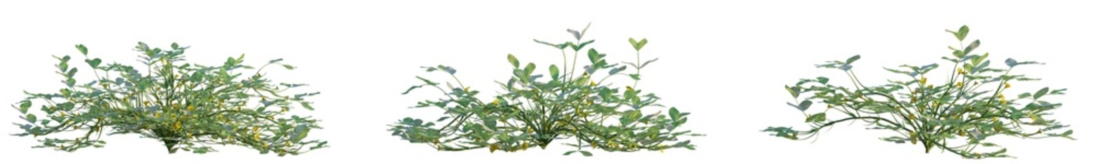 Arachis hypogaea tree png 4k cutout transparent isolate