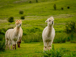 Group of various colours alpacas grazing together in the meadow surrounded by lovely landscape enjoying the nice weather. Alpacas are known for animal-assisted therapy or pet therapy.