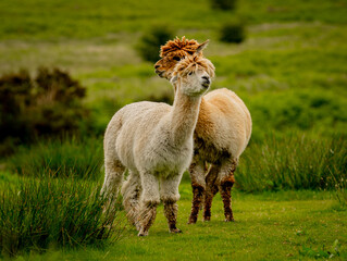 two alpacas standing in the meadow crossing necks and looking in opposite directions, pair of alpacas standing surrounded by vast greenery of the small hill.