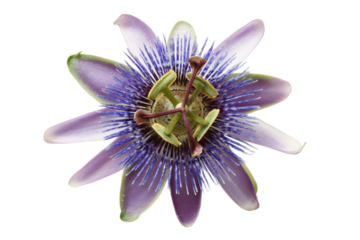 Stunning Close-Up of a Passion Flower Vibrant Purple Petals and Intricate Details