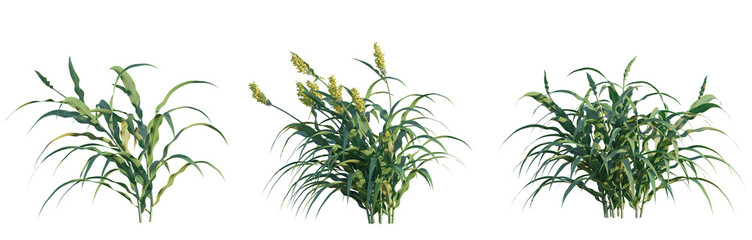 Sorghum bicolor tree png 4k cutout transparent isolate
