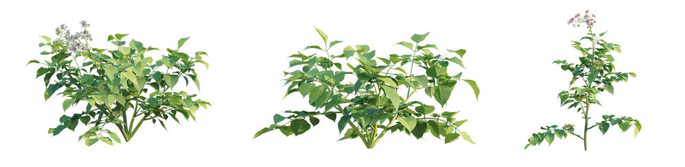 Solanum tuberosum tree png 4k cutout transparent isolate