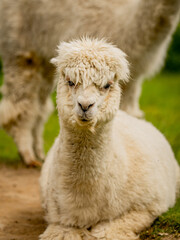 Alpaca laying down in the sand, white alpaca enjoying a sand bath during nice and sunny day.