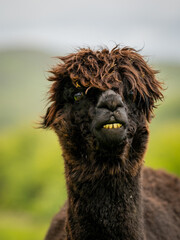 Cute dark brown alpaca portrait standing surrounded by green meadows. Curly chocolate brown haired adorable animal used for human therapy and wool.