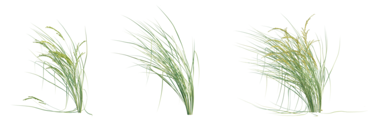Oryza sativa tree png 4k cutout transparent isolate