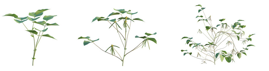 Vigna radiata tree png 4k cutout transparent isolate