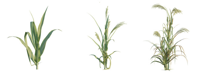 Obraz premium Panicum miliaceum tree png 4k cutout transparent isolate