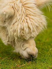 Closeup of white alpaca head during grazing on grass. Alpaca bent over to the ground to eat greenery in the meadow. Fluffy head almost makes you want to pet him.
