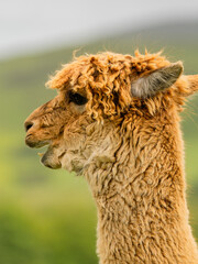 Cute brown alpaca portrait standing surrounded by green meadows. Curly haired adorable animal used for human therapy and wool.