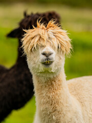 Funny looking alpaca staring into the camera with barely visible eyes through the bushy bangs and smiling with his teeth out.