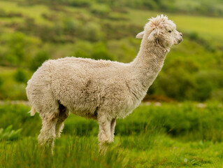 Creamy colour alpaca standing in the meadow surrounded by hills and trees. Freely grazing animal enjoying the weather and looking around. Alpacas are known for animal-assisted therapy or pet therapy