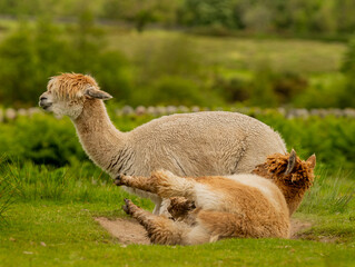 Alpaca laying down in the sand, brown alpaca enjoying a sand bath during nice and sunny day.