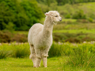Creamy colour alpaca standing in the meadow surrounded by hills and trees. Freely grazing animal enjoying the weather and looking around. Alpacas are known for animal-assisted therapy or pet therapy