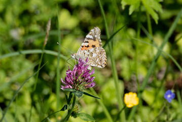 Painted Lady (Vanessa Cardui) Butterfly perched on pink flower in Zurich, Switzerland