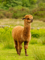 Cute brown alpaca portrait standing surrounded by green meadows.