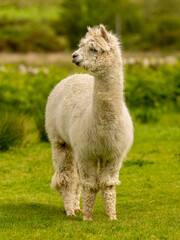 Creamy colour alpaca standing in the meadow surrounded by hills and trees. Freely grazing animal enjoying the weather and looking around. Alpacas are known for animal-assisted therapy or pet therapy