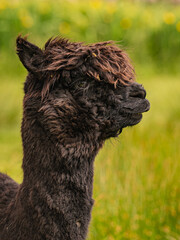 Dark brown alpaca standing chocolate brown alpaca surrounded by vast greenery of a Galloway landscape
