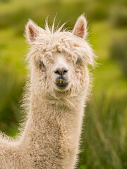 Closeup portrait of adorable white alpaca during a daily graze in Scottish Galloway hills. Beautiful furry animal on bright blurry green and flowery background.