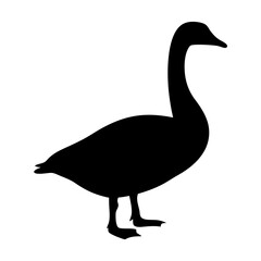 Elegant silhouette of a goose standing, portraying nature's waterfowl beauty
