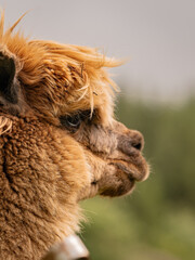 Cute brown alpaca portrait standing surrounded by green meadows.