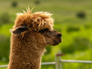 Cute brown alpaca portrait standing surrounded by green meadows.