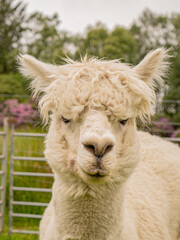 Closeup portrait of adorable white alpaca during a daily graze in Scottish Galloway hills. Beautiful furry animal on bright blurry green and flowery background.