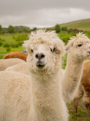 Group of various colours alpacas standing together in the outdoor enclosure surrounded by lovely landscape enjoying the nice weather. Alpacas are known for animal-assisted therapy or pet therapy.