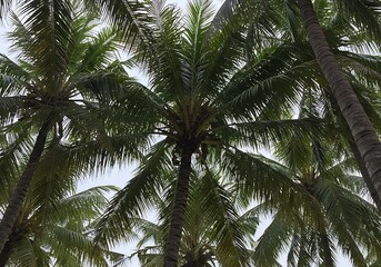 Fototapeta premium Emerald Canopy's Embrace AI Generated