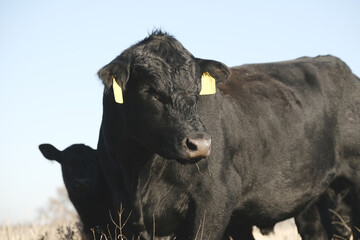 Black angus beef bull cow closeup on ranch.