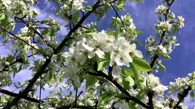 Pear Tree Blossoms (Pyrus spp.) Under Clear Sky, HD Floral Scene