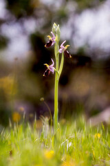 spring flowers in the forest, Ophrys x maladroxiensis (O. holosericea subsp. holosericea x O. holosericea subsp. holosericea x O. sphegodes) Sardinia, Italy