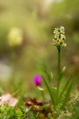 wild flowers in spring,Dactylorhiza insularis wild orchid with pale yellow flowers stems and green leaves on orange brown blur background, Bolotana, Ortakis, Nuoro, Sardinia, Italy.