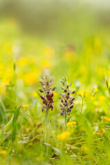 bug orchid (Orchis fragrans) Anacamptis coriophora growing in meadow. Muros, Sassari, Sardinia, Italy