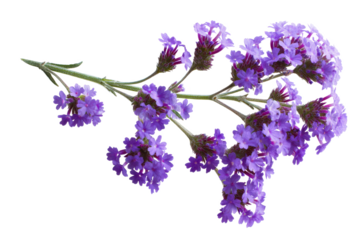Purple Verbena Flower Branch Close-up Photography of Delicate Blooms