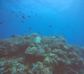 Turtle in coral reef surrounded by fish 