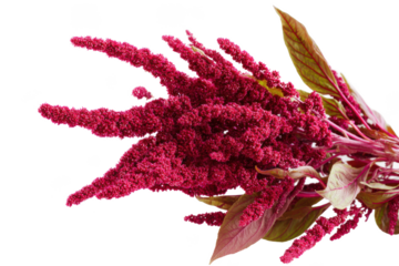 Vibrant Red Amaranth Flowers A Close-Up View of Nature's Beauty