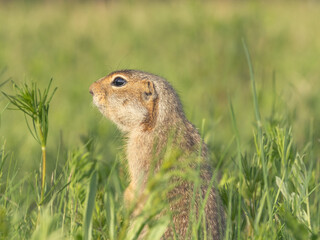 A prairie dog standing on its hind legs on a grassy lawn