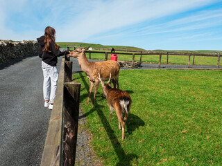 Teenager girl feeding brown deer in open zoo or contact farm. Warm summer day with blue cloudy sky....