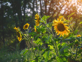 A bunch of sunflowers are in a field. The sun is shining brightly on them, making them look vibrant and lively. Concept of warmth and happiness, summer, as the sunflowers are a symbol of positivity.