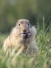 A prairie dog standing on its hind legs on a grassy lawn
